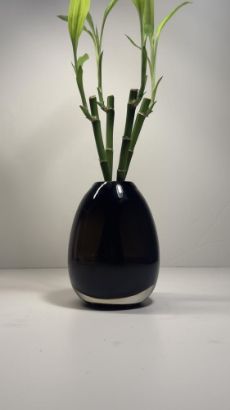 صورة نبتة البامبو